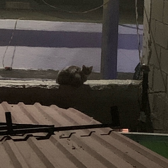 Meet your Posher, Pablo - Picture 1 of 1